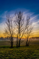 Fototapeta na wymiar three tree on meadow at sunset with blue sky