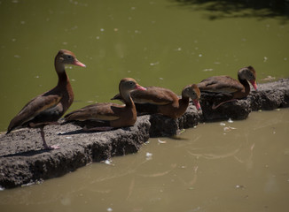 four black bellied whistling ducks standing on a stone in the middle of the water 