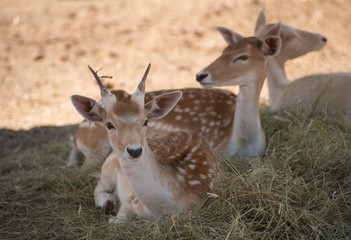 Fototapeta premium young deer laying at the grass in the shadow