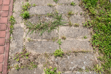  Sidewalk overgrown with weeds in the garden