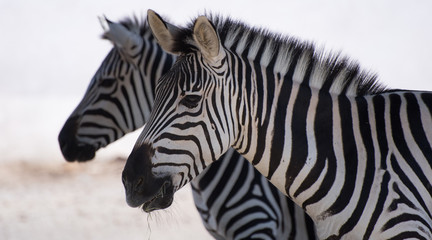 close up of a pair of zebras standing sideways