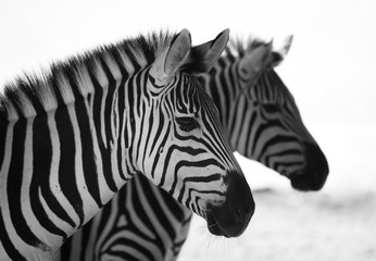 Fototapeta na wymiar black and white close up of a zebra with another one blurry at the background