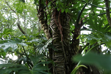 Roots vine Exotic tree