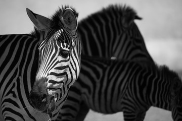 close up of a zebra between shadows