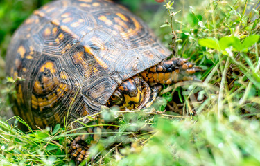 Box Turtle