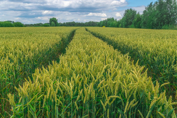 Tracktor Track throught wheat field