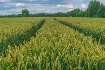 Tracktor Track throught wheat field