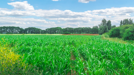 Fototapeta na wymiar Typical Dutch meadow in polder