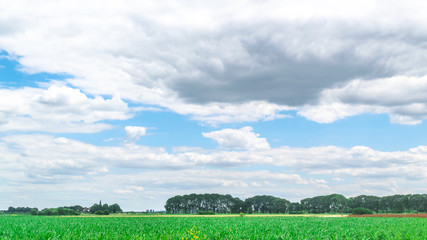Fototapeta premium Typical Dutch meadow in polder