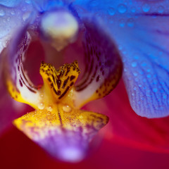 delicate pink Orchid with dew drops close-up on red background