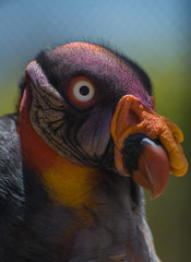 details of the face of a king vulture 