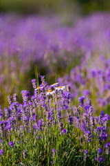 Fototapeta premium Lavander field in the summer