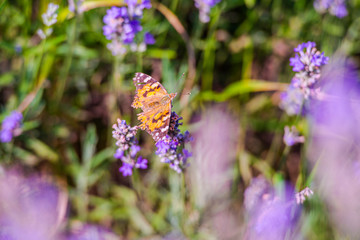 Lavander field in the summer
