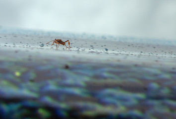 Bug on Side of Wet Car