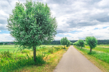 Fototapeta na wymiar Dutch meadow panoramic landscape in Gelderland