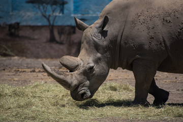 Obraz premium beautiful rhino close up, sideways, Zoo concept