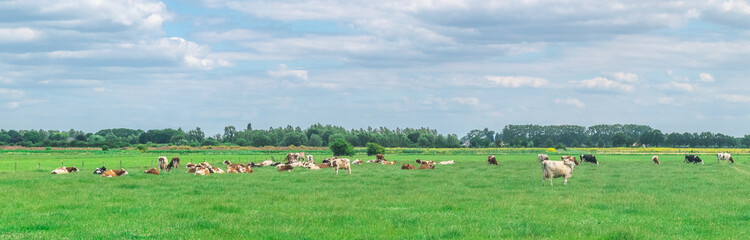 Cows standing in polder landscape