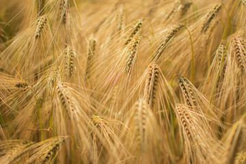 field of wheat