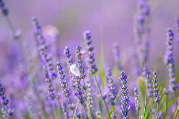 Lavander field in the summer