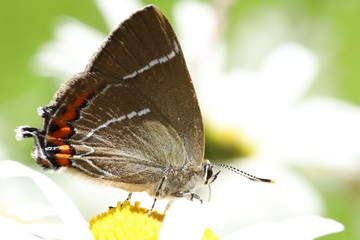 Satyrium w-album