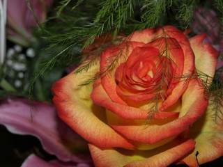 Rosenblüte mit grünem Ziergras