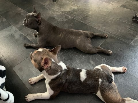 Bulldoggen