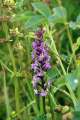 Grosse Händelwurz, Mücken-Händelwurz (Gymnadenia conopsea)