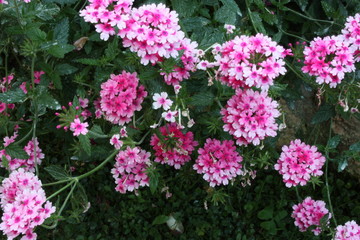 lush green bush of pink and purple verbena flower