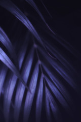 Deep dark purple palm leaves pattern