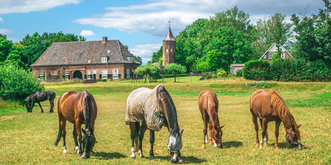 Plakat A group of horses eating grass in a Dutch meadow in front of the Dutch traditional village the Ooij in Gelderland, Netherlands