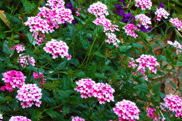 Fototapeta premium lush green bush of pink and purple verbena flower