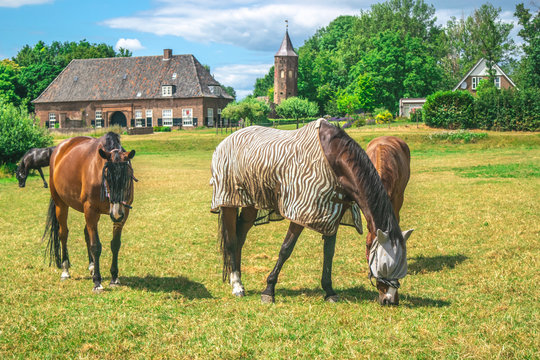A group of horses eating grass in a Dutch meadow in front of the Dutch traditional village the Ooij in Gelderland, Netherlands