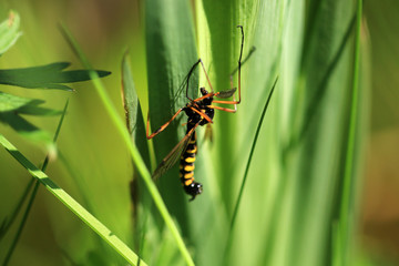 Kammschnake