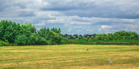 Fototapeta na wymiar A heron standing in Dutch meadow