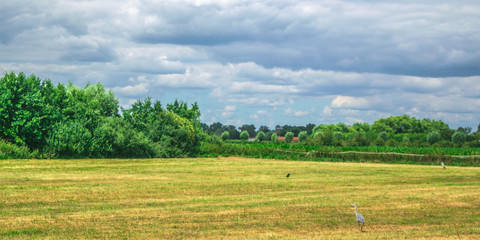 Fototapeta na wymiar A heron standing in Dutch meadow