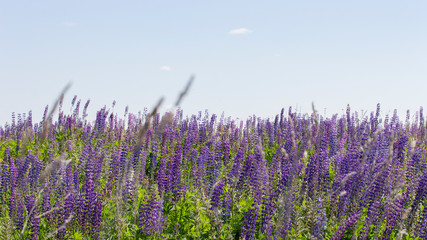Many flowers of lupins the clear sky. Panorama landscape background wallpaper banner. Blooming meadow blue lilac flowers lupines © OlgaKorica