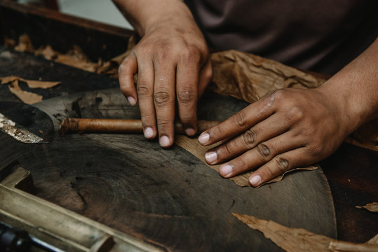 Closeup of hands making cigar from tobacco leaves. Traditional manufacture of cigars. Dominican Republic