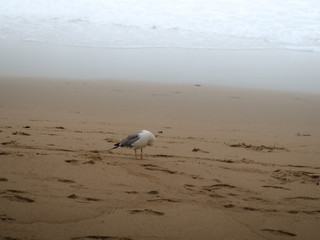 Lonely seagull walking on the sand