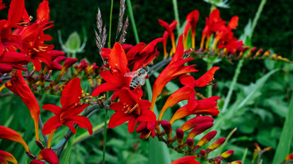red flowers in the garden