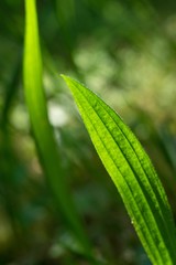 The lanceolata plantain (Plantago lanceolata) is a medicinal herb that has anti-cough properties and has anti-inflammatory and antibiotic effects..