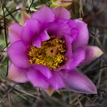 Fishhook Cactus Blossom