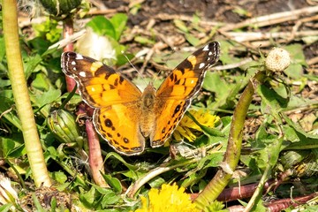 Closeup of a beautiful butterfly with orange & black wings, sitting on a yellow blooming dandelion among lush green grass, on a sunny day