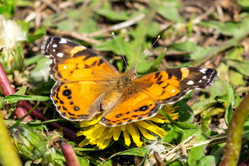 Closeup of a beautiful butterfly with orange & black wings, sitting on a yellow blooming dandelion among lush green grass, on a sunny day