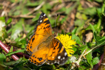 Closeup of a beautiful butterfly with orange & black wings, sitting on a yellow blooming dandelion among lush green grass, on a sunny day