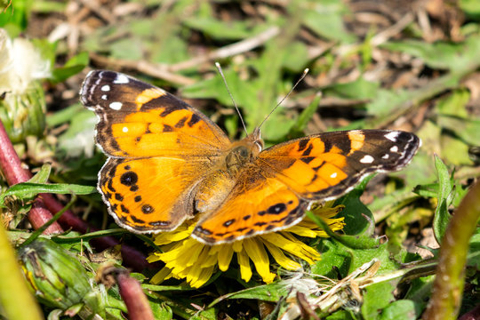 Fototapeta Closeup of a beautiful butterfly with orange & black wings, sitting on a yellow blooming dandelion among lush green grass, on a sunny day