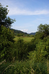 Fototapeta na wymiar Hügellandschaft mit Obstgarten im Schwarzwald