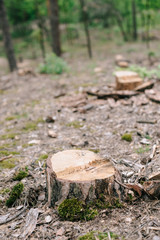 dry wood stump of cut tree and green moss in forest