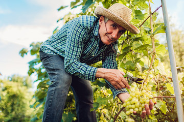 Farmer gathering crop of grapes on ecological farm. Senior man cutting white grapes with pruner