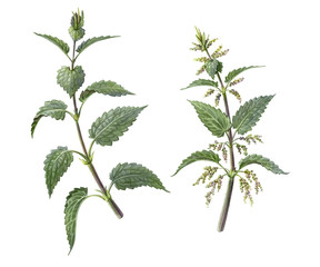 Nettle Pencil Illustration Isolated on White
