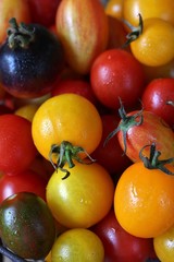 cherry tomatoes are different varieties in the basket, small tomatoes of different colors and types.